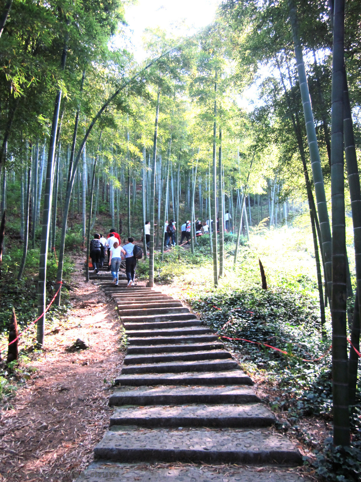 安吉 竹海 风景 国内旅游 旅游 旅游摄影 竹子 安吉竹海 矢量图 日常生活