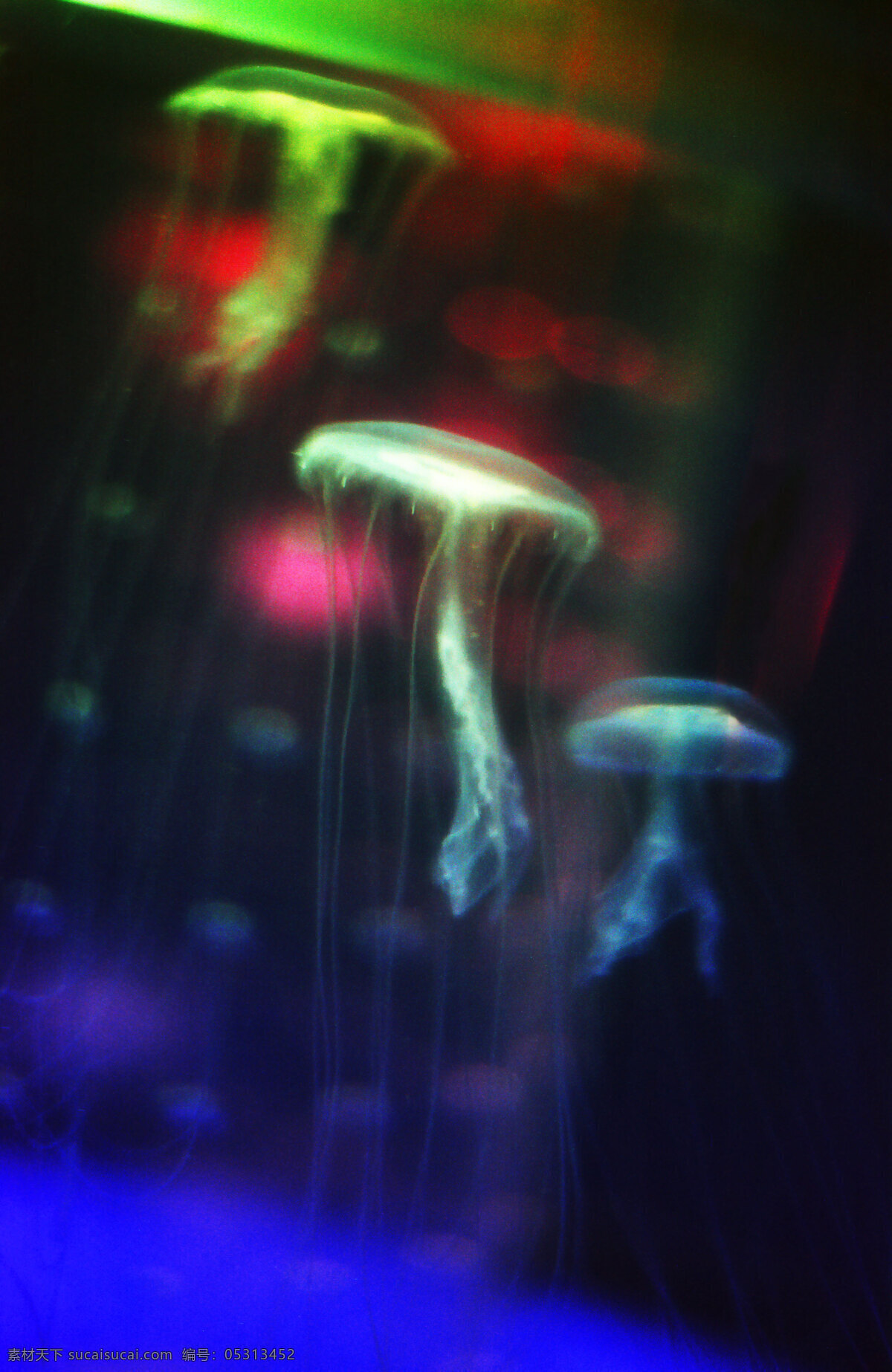 海洋生物 海底世界 海洋 生物世界 水母 珊蝴礁石 海底景色