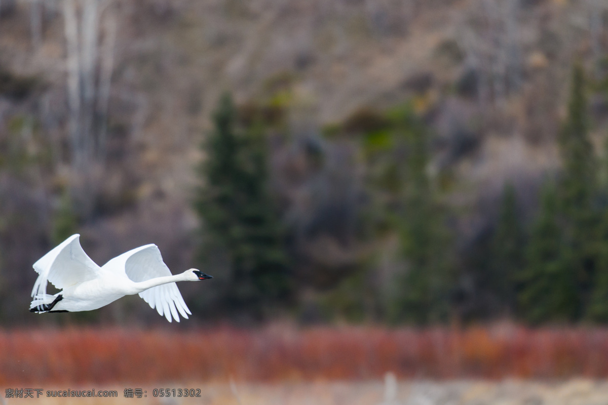正在 飞 白鹭 鸟类 保护动物 白色 飞翔 陆地动物 生物世界