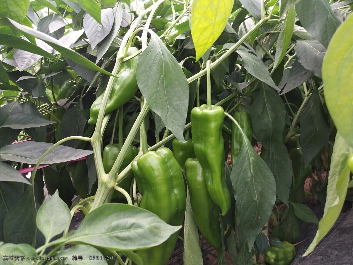 辣椒种植 蔬菜 青椒 辣椒 大棚种植