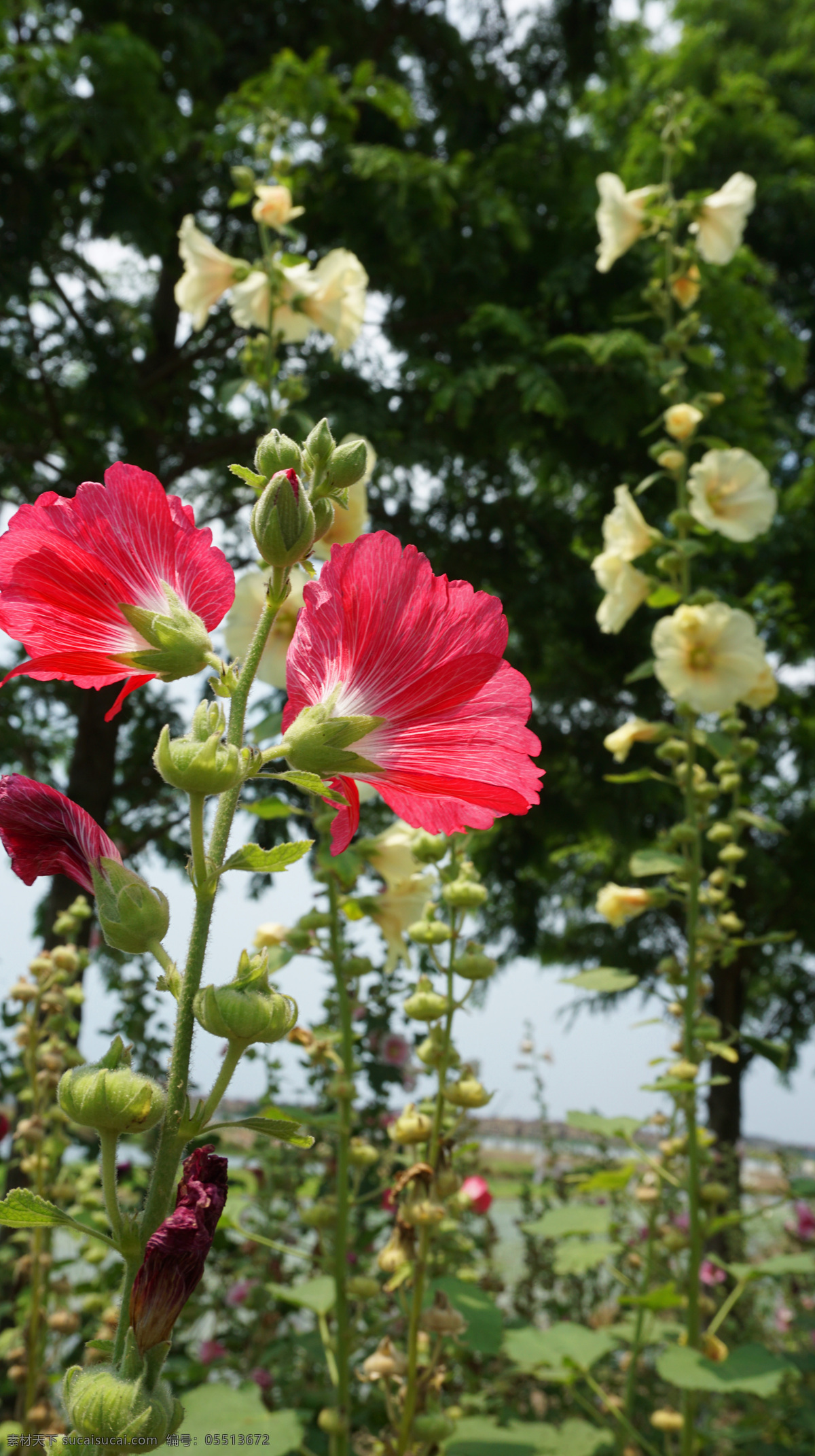 蜀葵 花 花朵 鲜花 红花 红色花 绽放 开放 蜜蜂蝴蝶 春天 大芦花 芦花 花种 种子 经典摄影 生物世界 花草