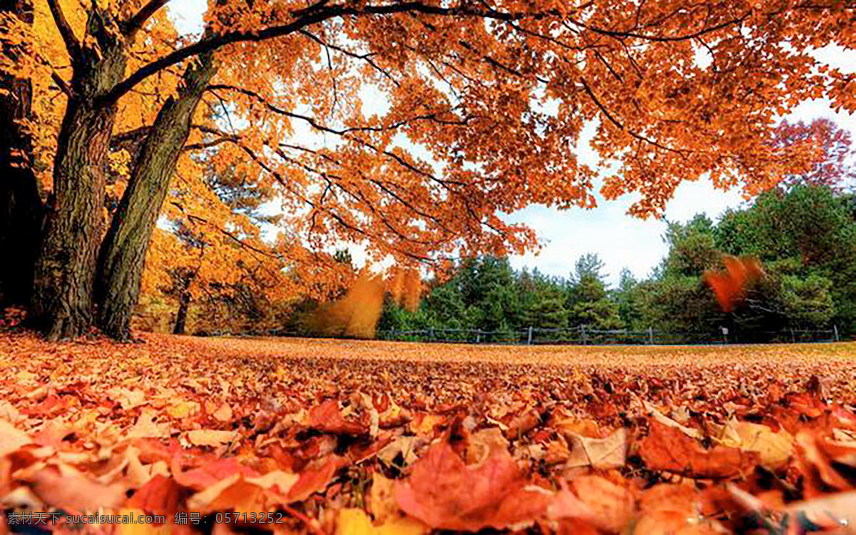 暖色 秋天 大树下 落叶 背景 暖色的秋天 大树 枫叶