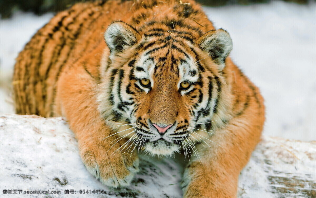 老虎 东北 虎孟加拉虎 西伯利亚虎 动物 花园 户外 白虎 雪地 生物世界 野生动物 大猫 猫科动物