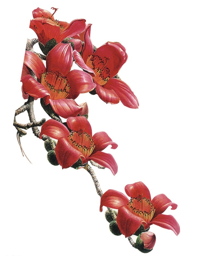 木棉花 红花 木棉 广州 红色 挂画 自然景观 自然风光 白色