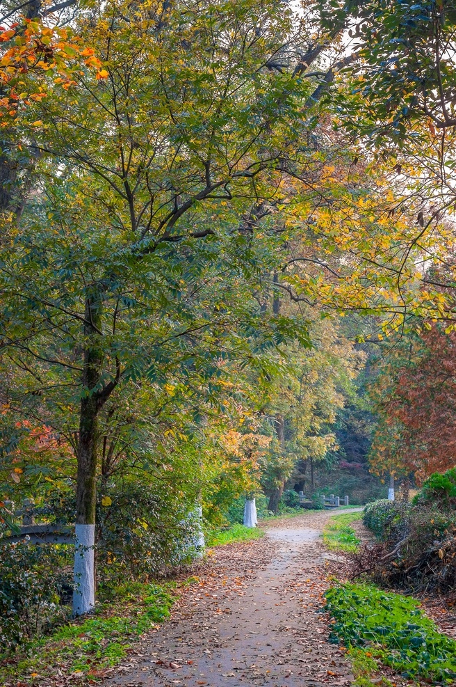 秋天图片 秋天 落叶 黄色 壁纸 高清 大自然 美景 景色 高清大图 高清壁纸