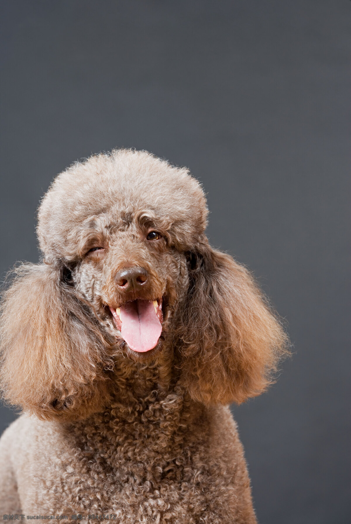 可爱 贵宾 犬 高清 贵妇犬 卷毛犬 伴侣犬 观赏犬 抢猎犬