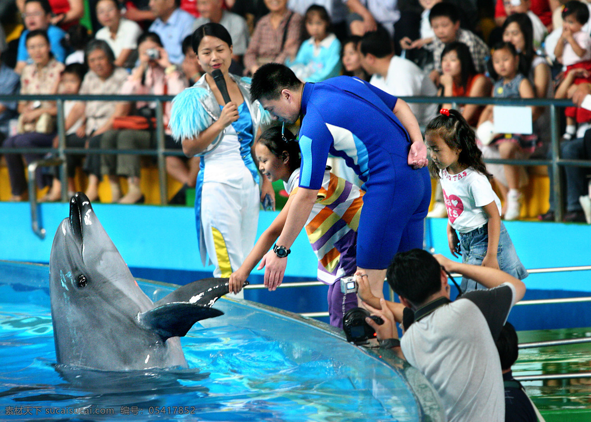 海豚 海洋动物表演 海洋 表演 青岛极地 海洋世界 海洋生物 生物世界