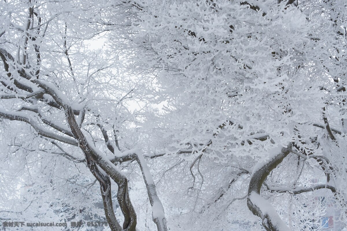 雾凇奇观 冰雪景观 冰挂 树挂 北国风光 自然景观