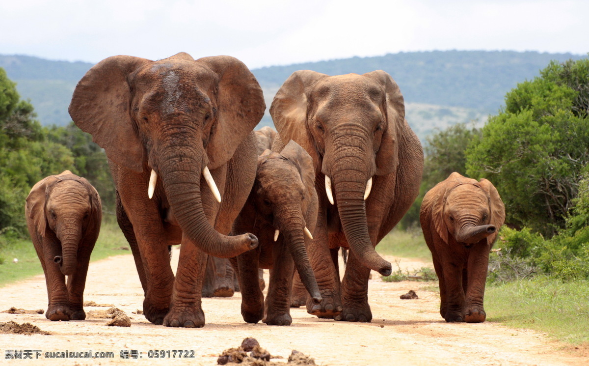 非洲大象 大象 野象 草原大象 野生动物 保护动物 生物世界