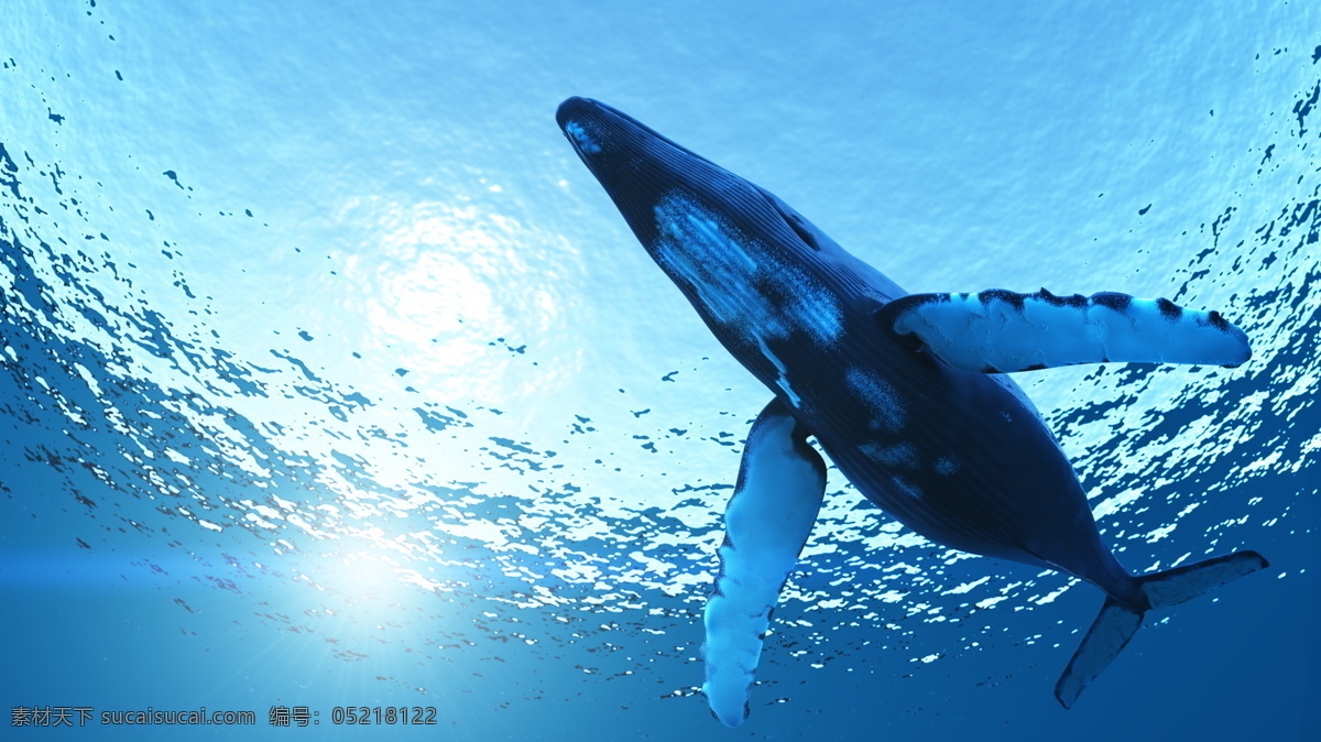 高清 海洋生物 动物 高清图片 光线 海水 海洋 精美 鲸鱼 生物 抹香鲸 生物世界