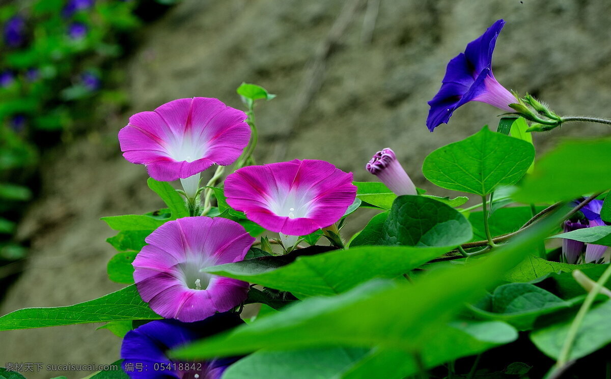 鲜艳 牵牛花 高清 花卉 花朵 花草 鲜花 喇叭花