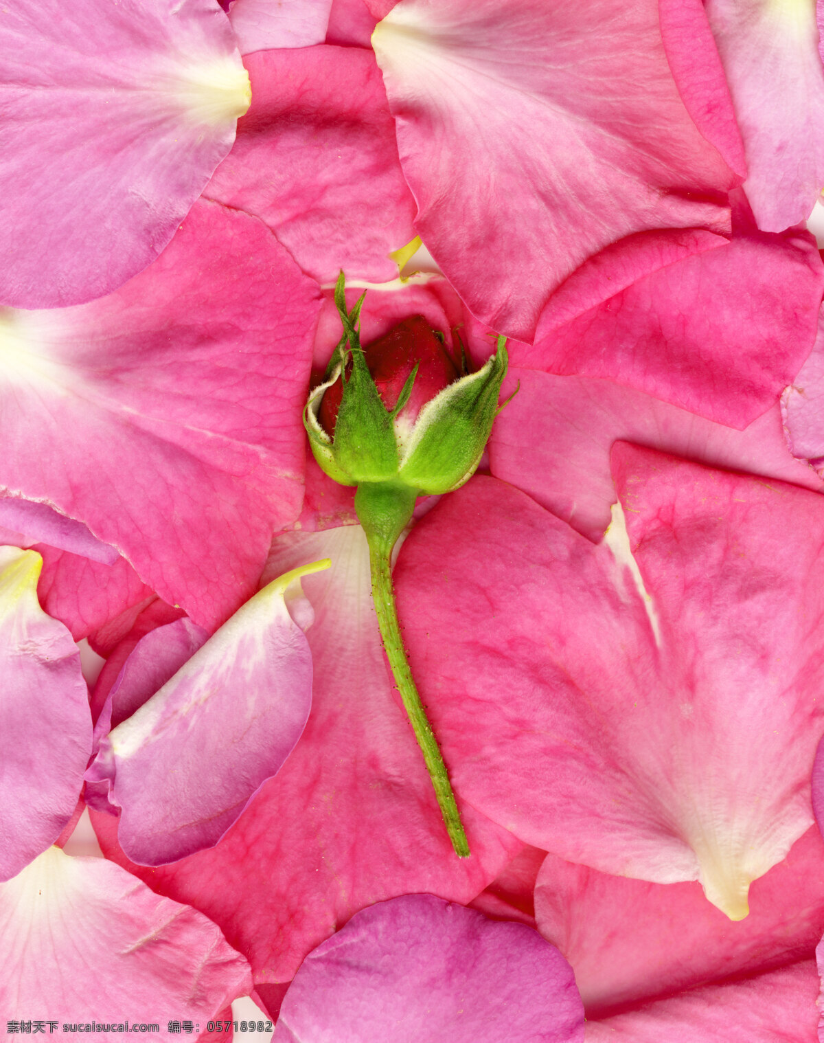 花的特写 粉色