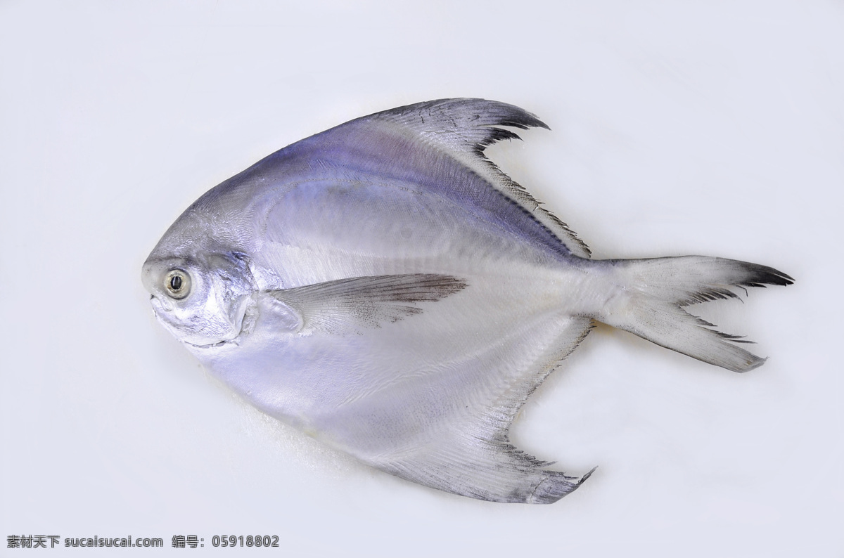 鲳鱼 冻鲳鱼 海产品 海鲜 生鲜 鱼 海鱼 银鲳鱼 白鲳鱼 餐饮美食 食物原料