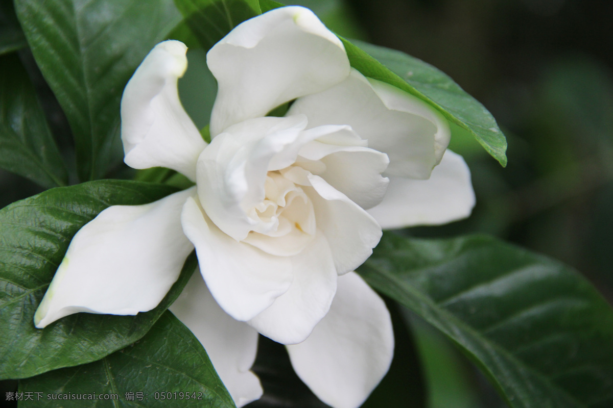 白色栀子花 白花 花朵 盆栽 栀子 白色的花 小清新花朵 小清新 植物 黄栀子 山栀 栀子花开 生物世界 花草