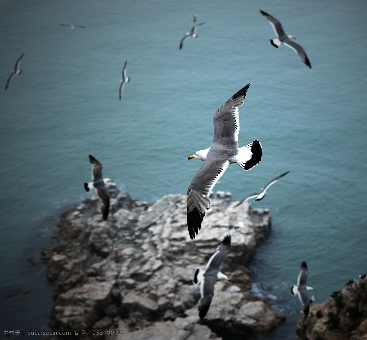 海鸥 海驴岛 飞翔的海鸥 鸟类 海鸟 生物世界
