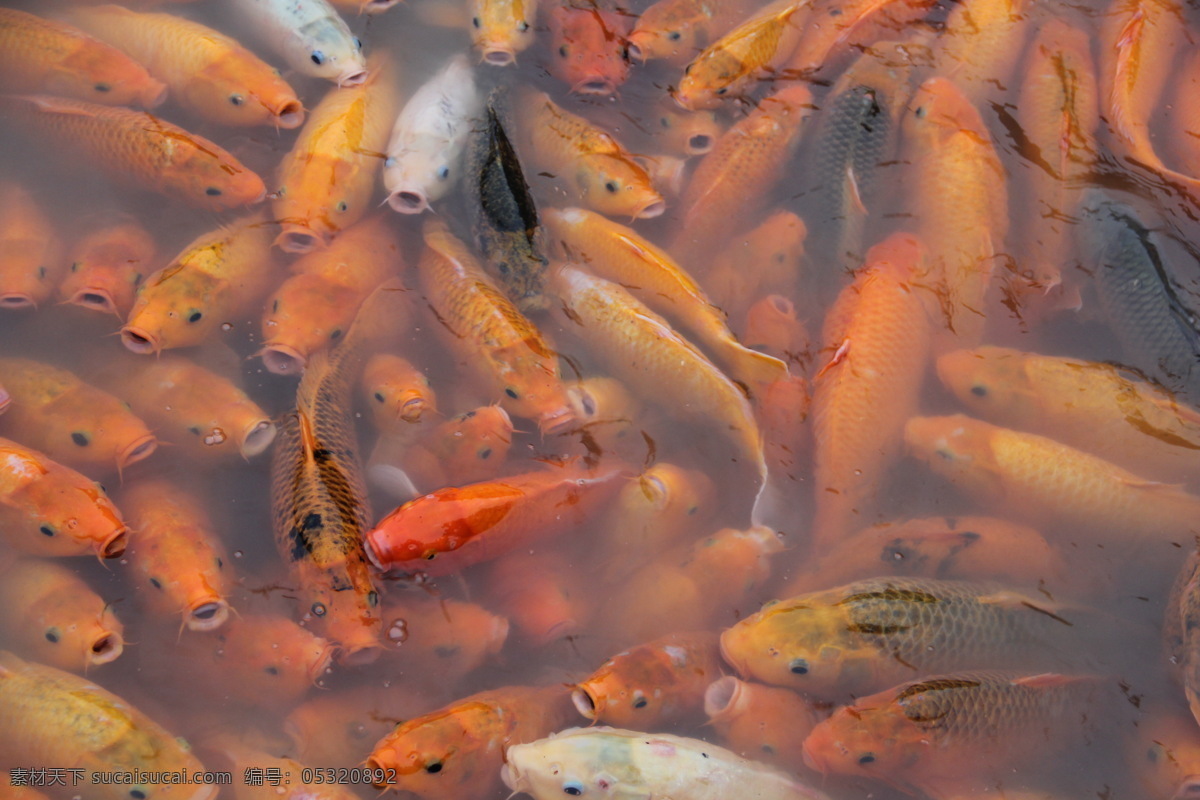 鱼群 动物 湖水 摄影图库 生物世界 乌镇 鱼类 红鲤鱼 景鲤 水上集市 观赏鱼 观赏鱼类