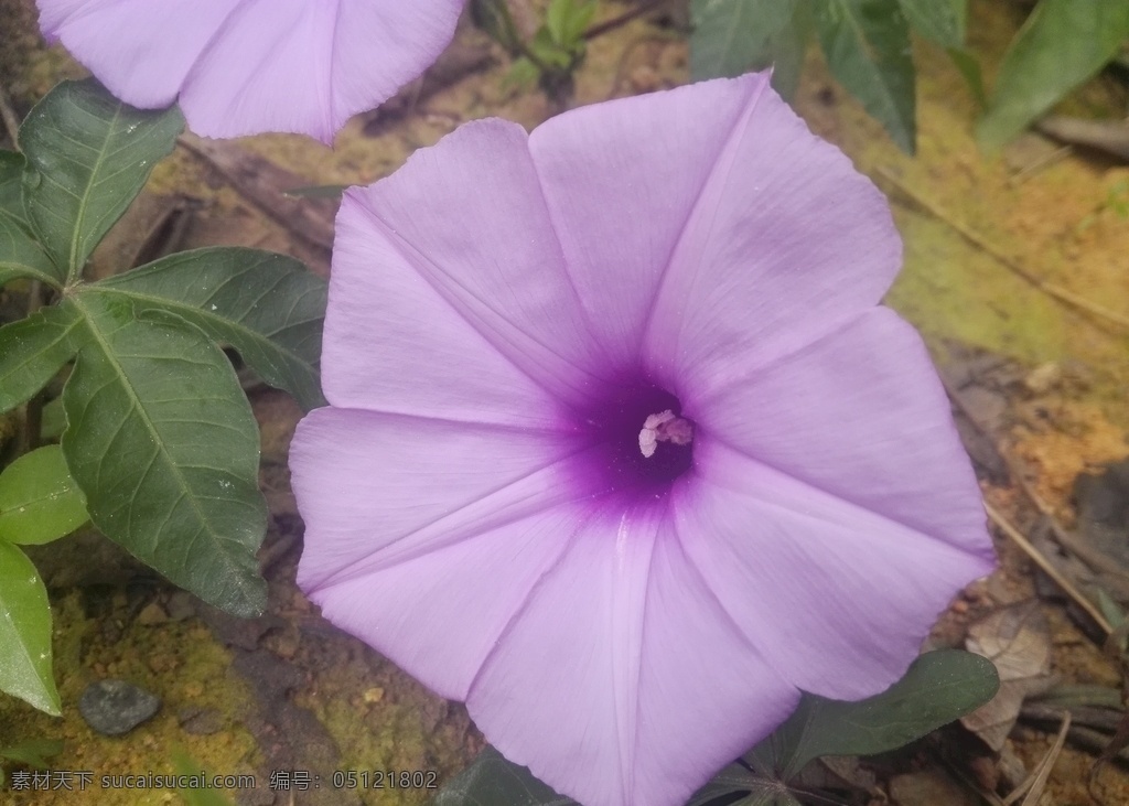 牵牛花 喇叭花 紫色花 花卉 花朵 植物 花 生物世界 花草