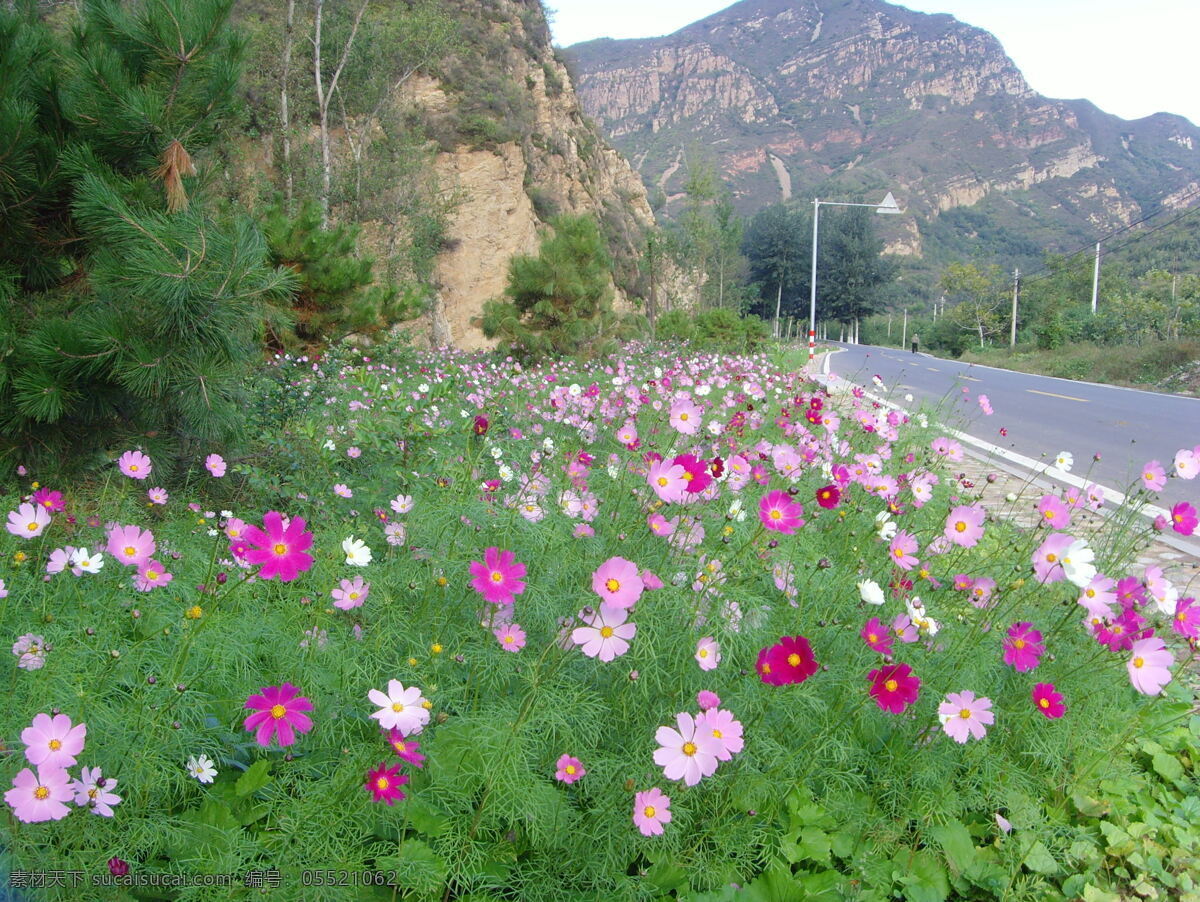 山花烂漫 田园 秀美 田园摄影 绿色