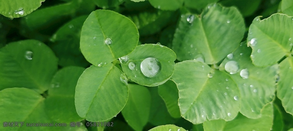 四叶草 植物 水珠 晨露 小草 绿色植物 生物世界 花草