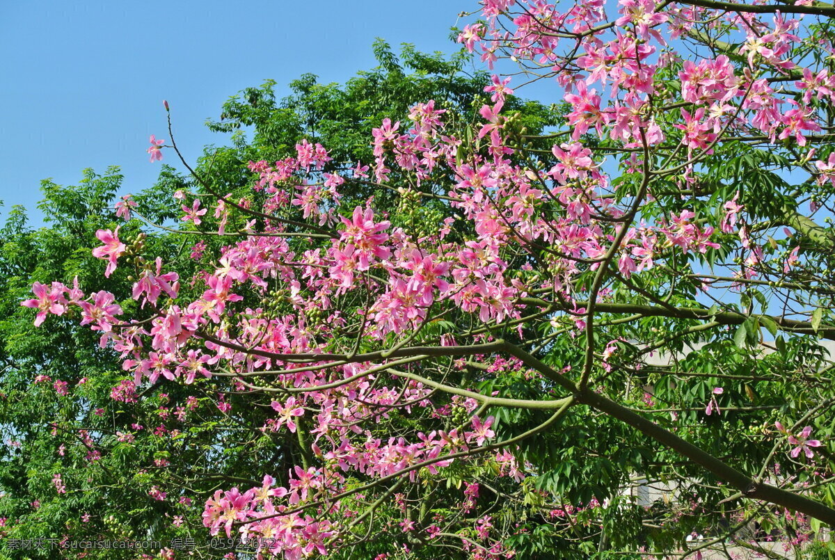 美人树