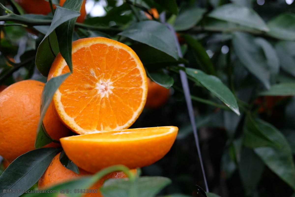 广西沃柑图片 广西 沃柑 水果 经济作物 柑橘 桔子 生活百科 生活素材