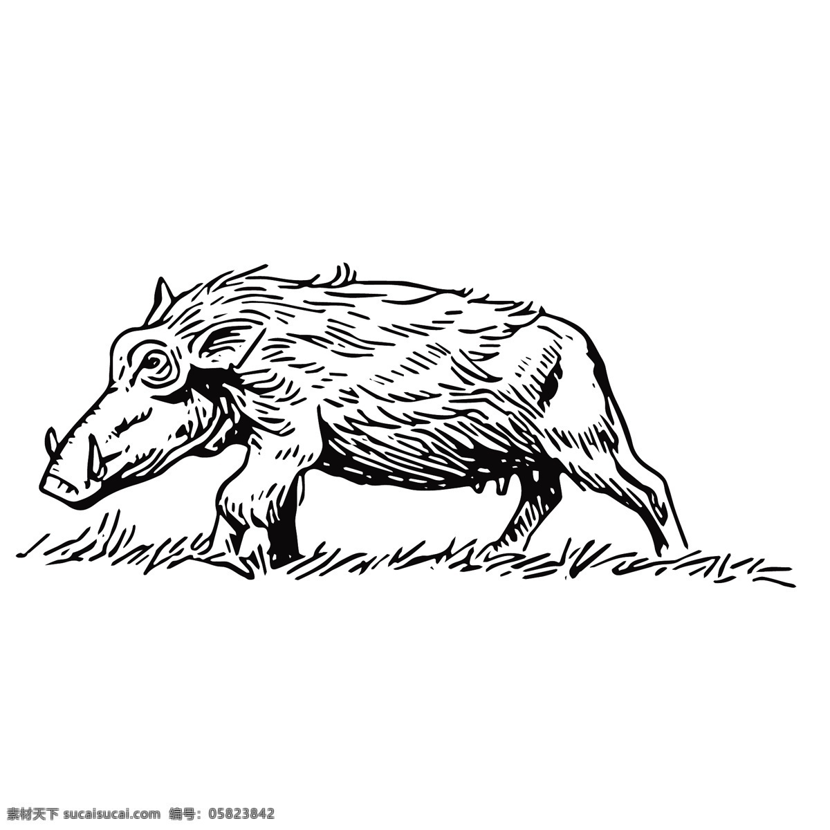 野猪绘画 野生动物 素描 绘画 创意 插画 图谱 生物 科学研究 线条 爬虫 爬行动物 家禽