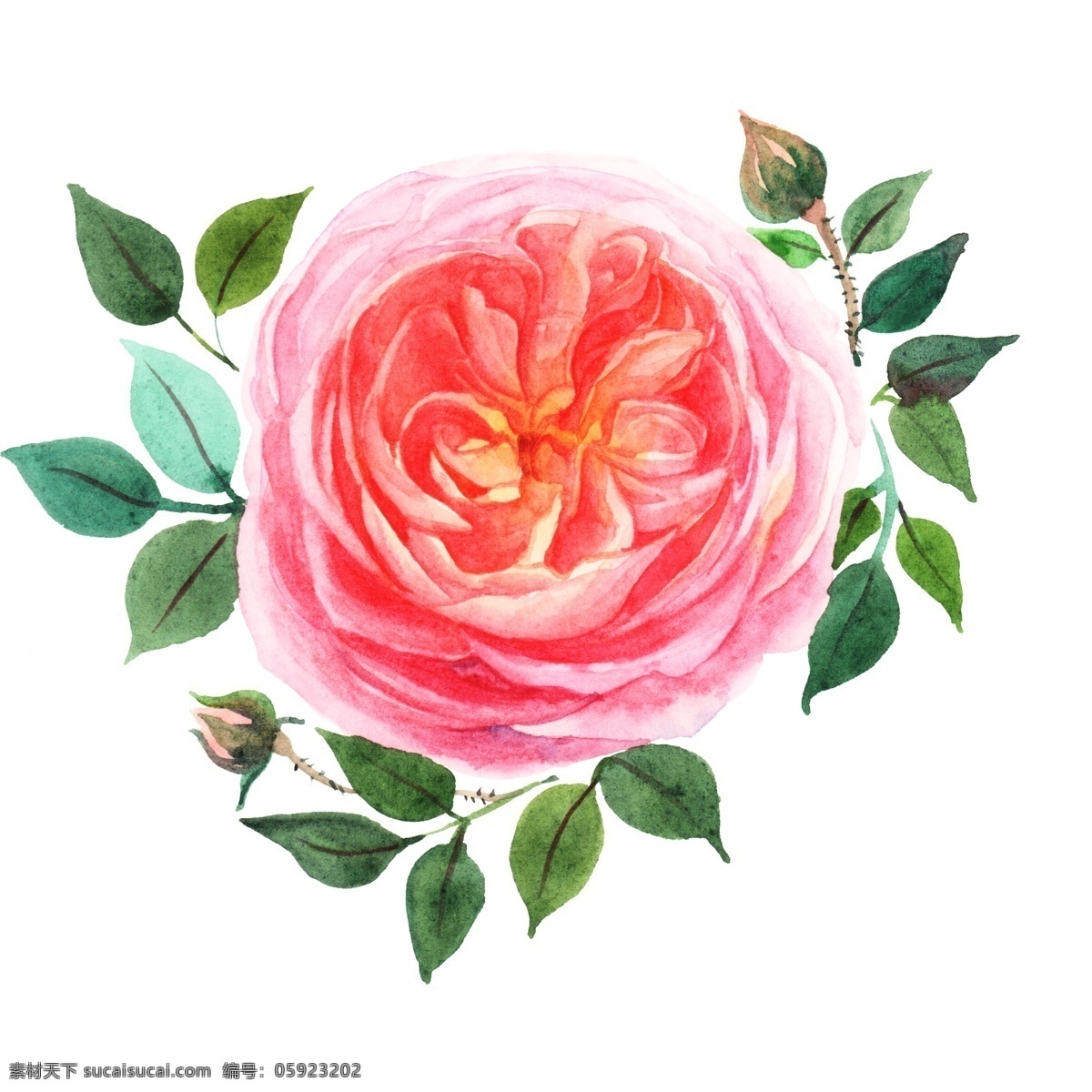 粉色 水彩 花卉 插画 手绘鲜花插画 美丽的鲜花 漂亮的鲜花 创意鲜花插画 妖艳的花朵 鲜花
