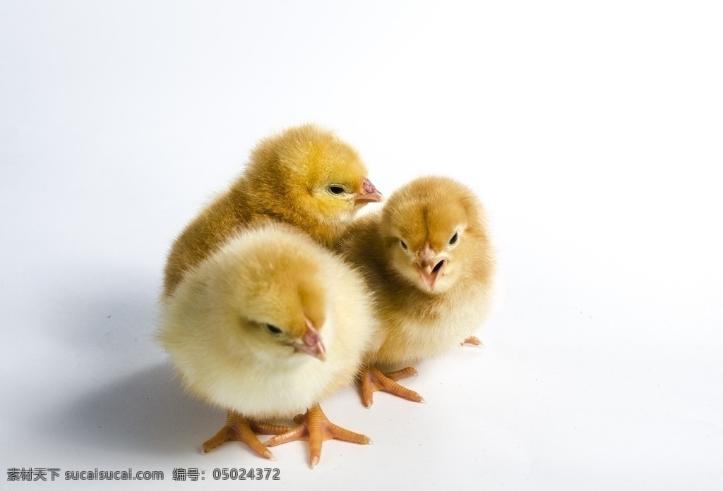 小鸡 小鸡仔 黄色小鸡 可爱小鸡 三只小鸡 生物世界 家禽家畜