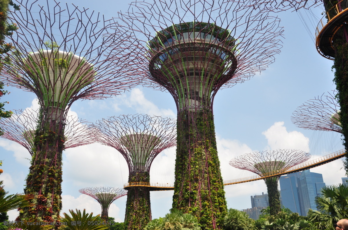 新加坡超级树 超级树 空中走廊 新加坡 滨海湾 人造景观 自然景观 建筑景观