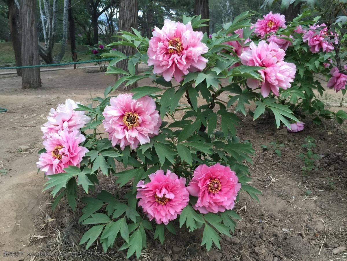 红色牡丹 牡丹树 北京植物园 牡丹花展 牡丹 生物世界 花草