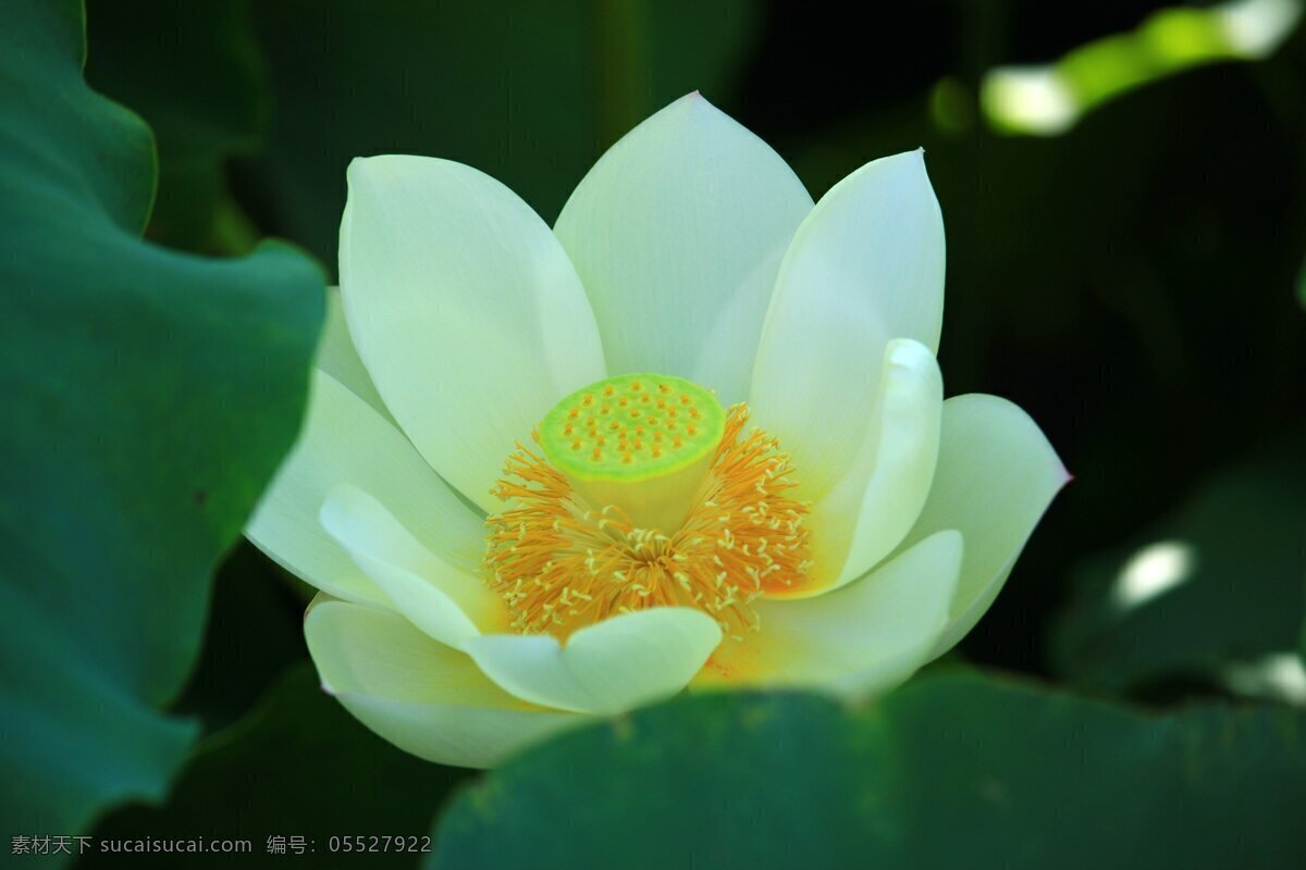 白色 荷花 壁纸 高清 荷花壁纸 白色花朵 白花 鲜花