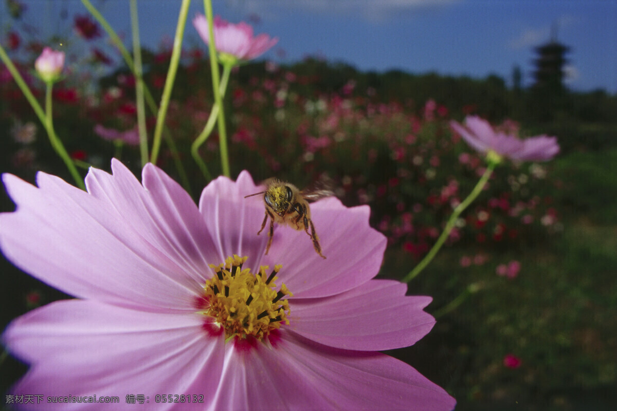 正在 采 蜜 蜜蜂 小蜜蜂 采蜜 美丽鲜花 花朵 动物世界 昆虫世界 花草树木 生态环境 生物世界 野外 自然界 自然生物 自然生态 高清图片 自然 植物 户外 黑色