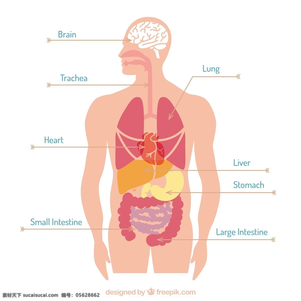器官的身体 心 脑 平 图 人 学 平面设计 人体 系统 肺 胃 大 肝 器官 小肠 肠 呼吸 呼吸系统 白色