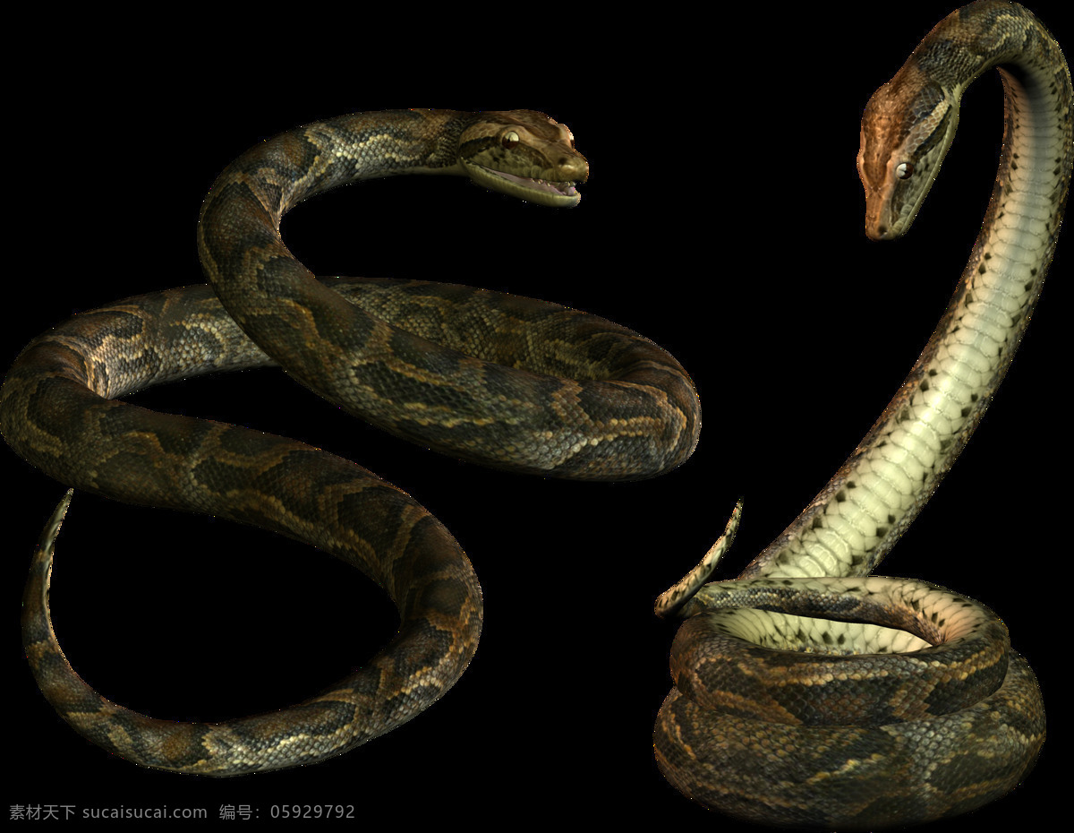 自然 动物 蛇 图案 爬行动物 蟒蛇 蛇类 蛇动作 蛇形态 生物 自然动物 动物图谱 免扣 生物世界 野生动物