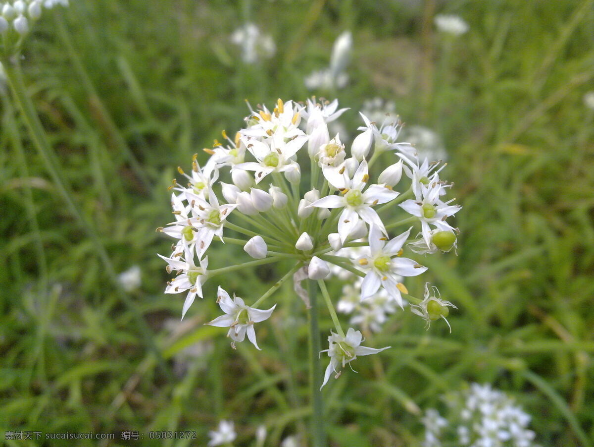 韭菜花 一朵白花 韭菜地 田园风光 自然景观