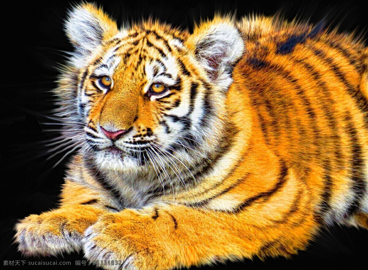 哺乳动物虎 虎 幼仔 动物 哺乳动物 捕食者 野生动物 野生 猫 婴儿 老虎 黑色