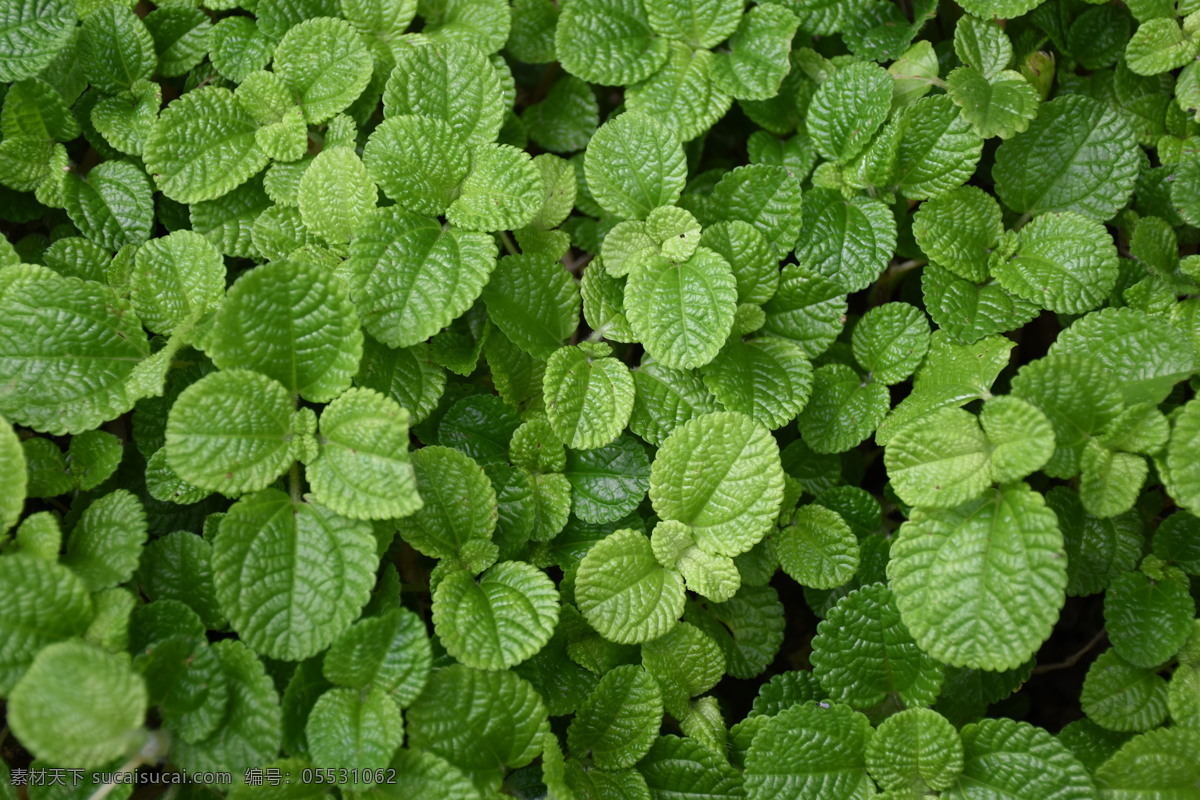 薄荷叶 薄荷 薄荷草 香草 调味料 青菜 菜叶子 生物世界 蔬菜