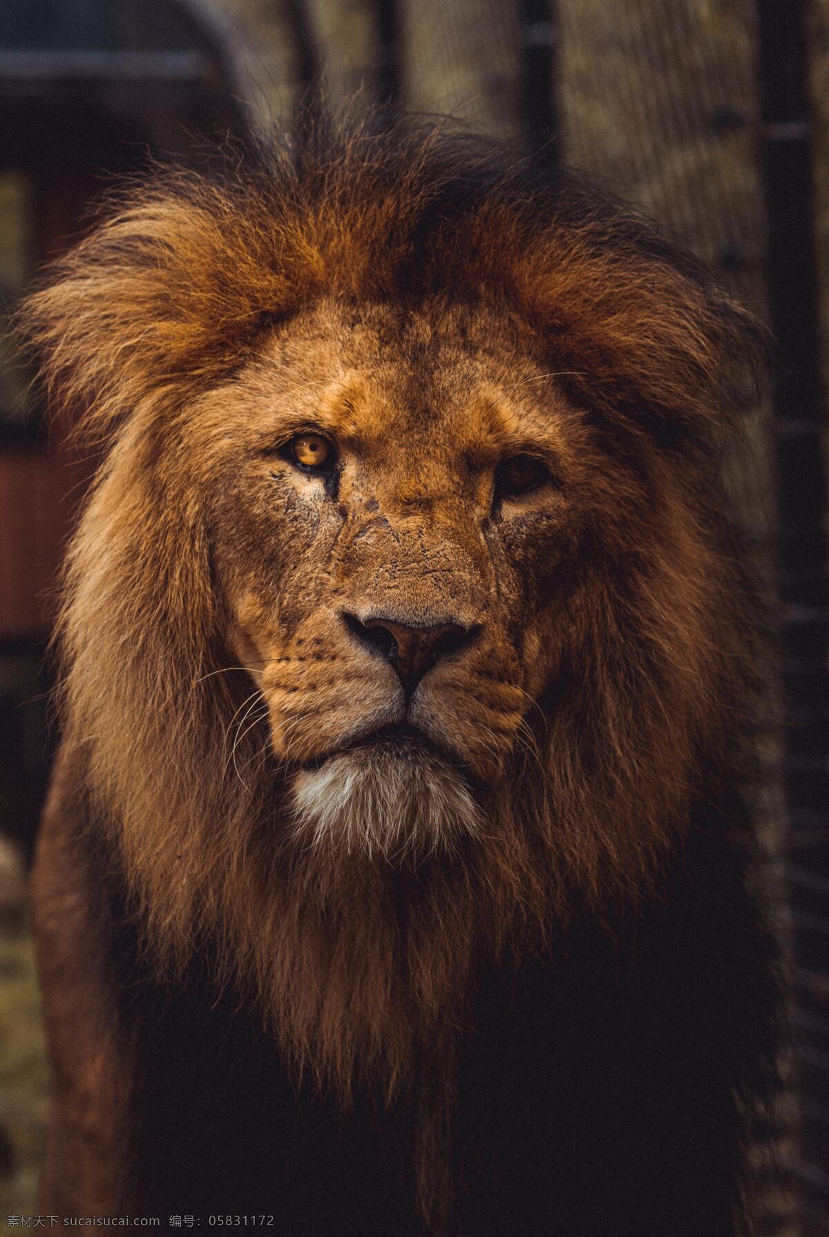 雄狮 狮子 正面 特写 狮王 鬃毛 生物世界 野生动物