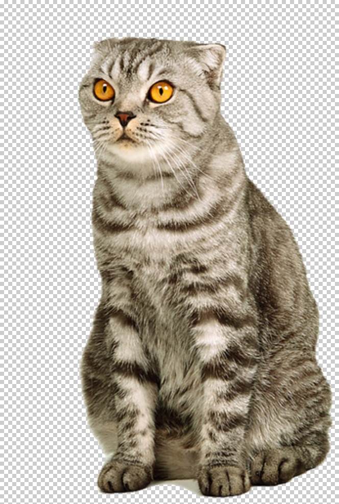 猫图片 猫 小猫 大猫 白猫 黑猫 花猫 橘猫 土猫 家猫 野猫 猫咪 小猫咪 宠物猫 三花猫 暹罗猫 布偶猫 折耳猫 短毛猫 波斯猫 缅因猫 奶牛猫 狸花猫 短尾猫 png图 透明图 免扣图 透明背景 透明底 抠图 生物世界 家禽家畜