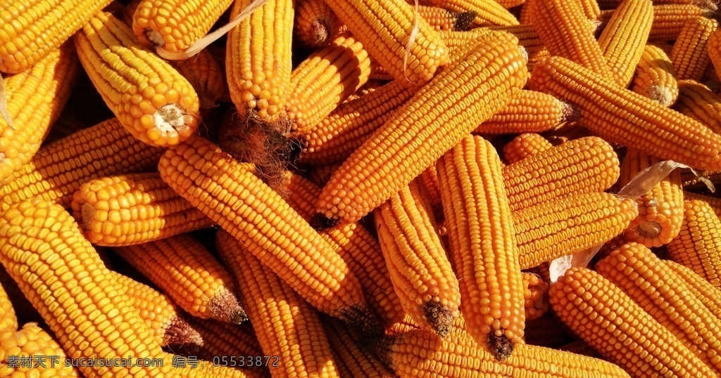 玉米 大玉米 玉米堆 丰收 金秋 日常生活用品 生物世界 其他生物