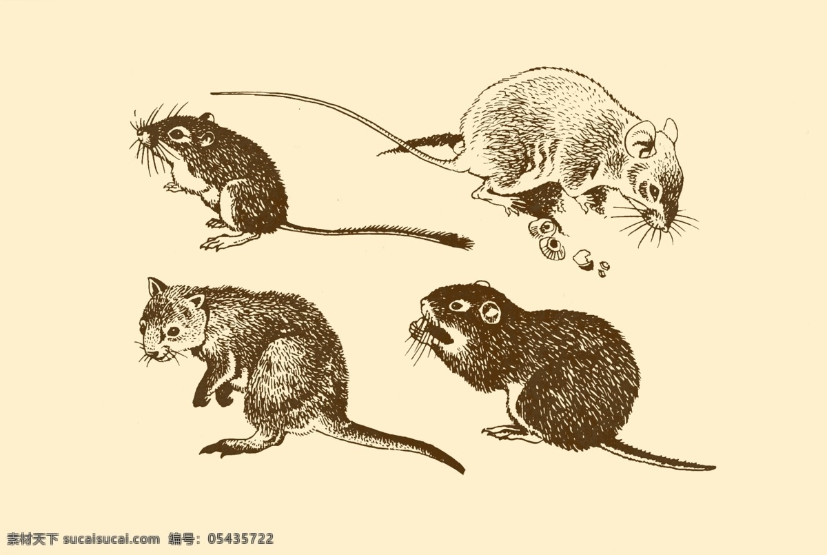动物图案 老鼠 卡通 动物 纹样 图案 白描 简笔画 儿童画 鼠 鼠年 分层 源文件