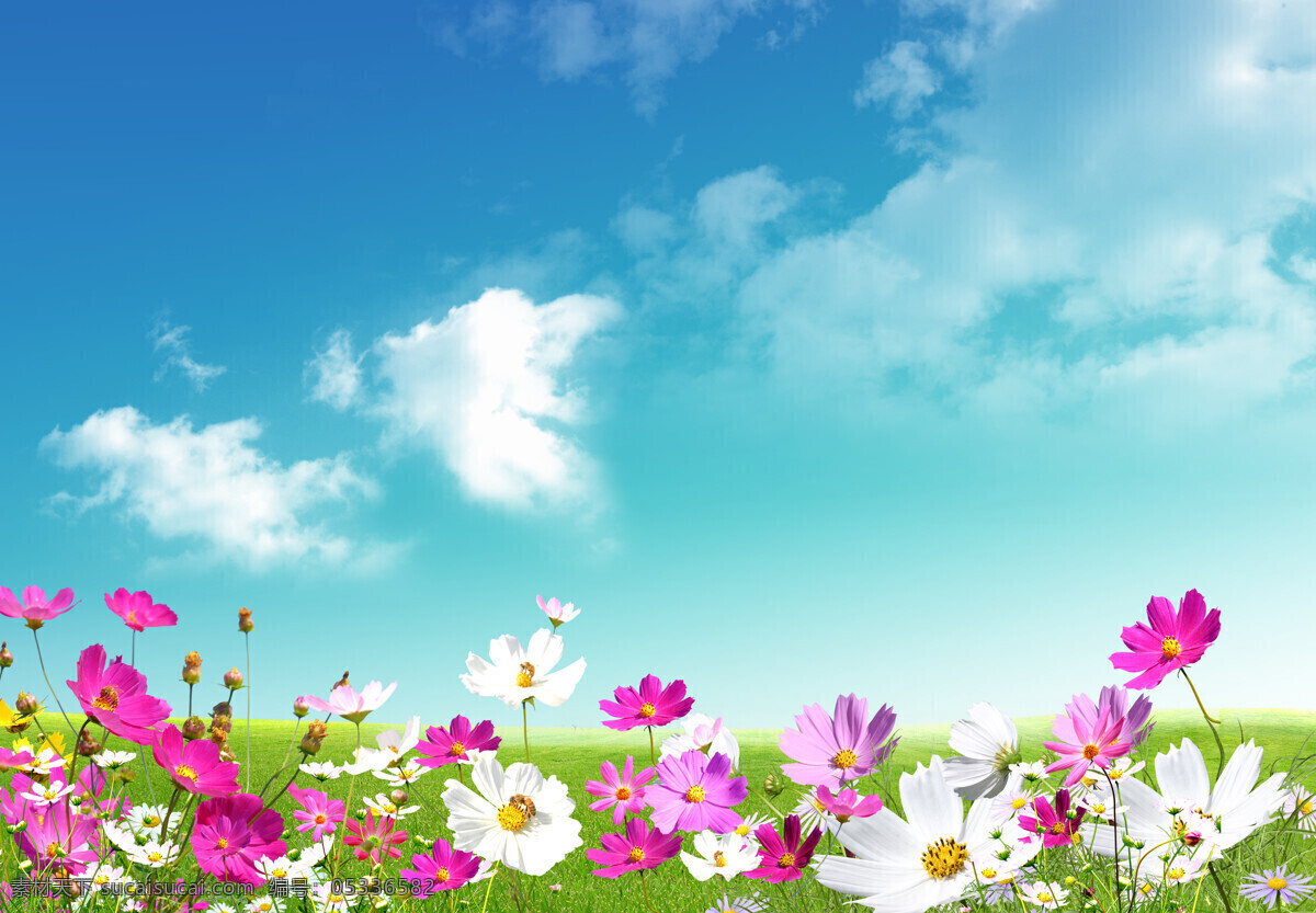 鲜花 草地 蓝天 风景 季节 春天 春季 清澈 干净 天空 花草树木 生物世界