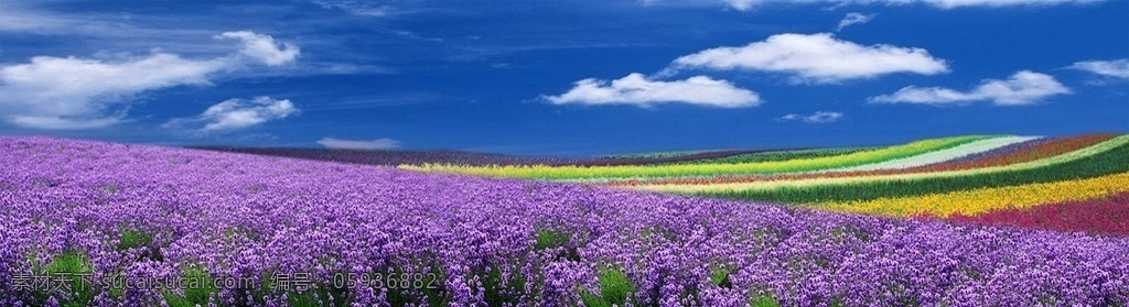 花海 郊外 花圃 花 蓝天 薰衣草 花田 蓝天白云 花地 花场 风景 分层 源文件