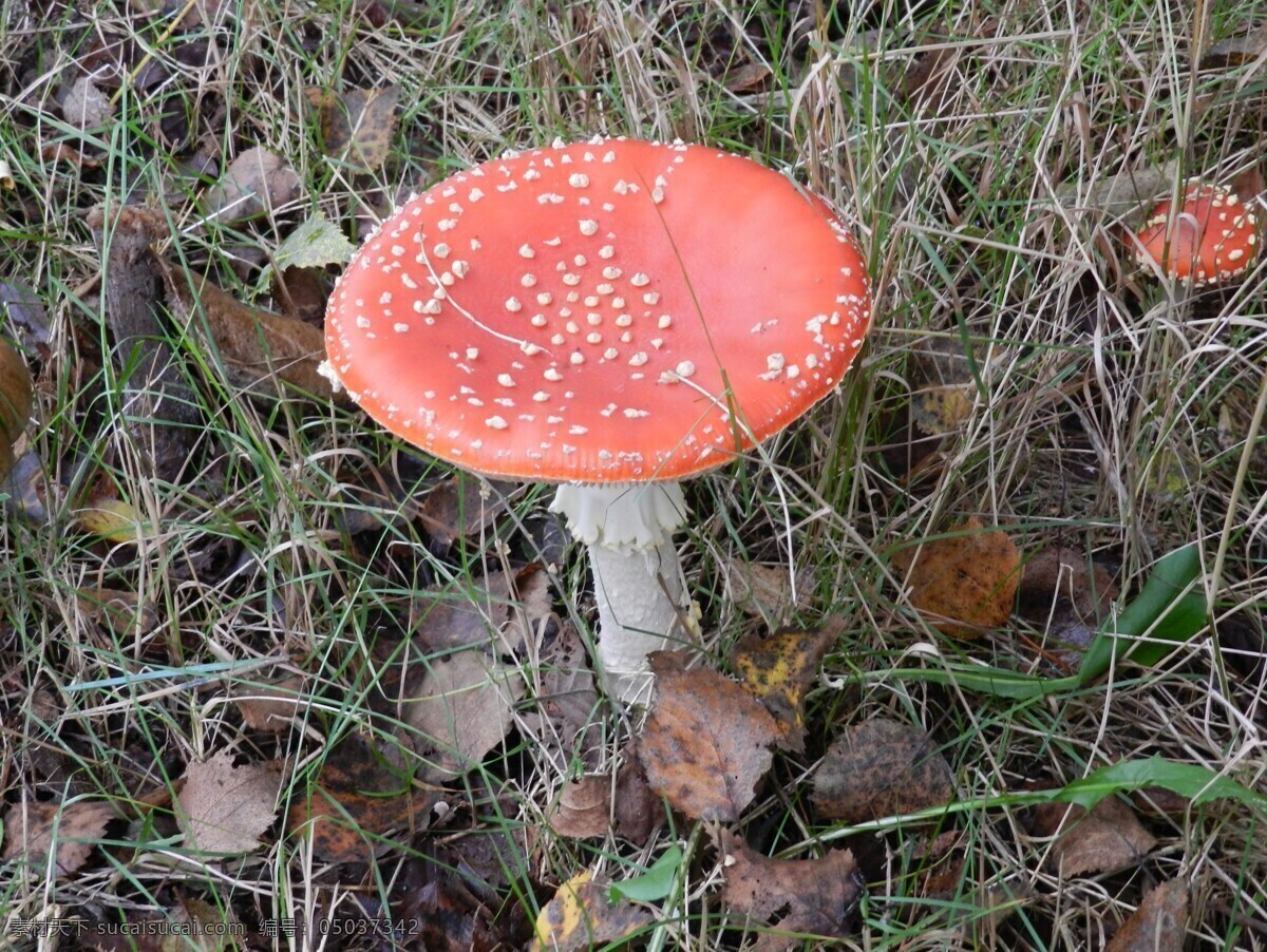 毒蝇伞蘑菇 红色蘑菇 菌菇 菌类 有毒蘑菇 菇类 花草植物树木 生物世界 其他生物