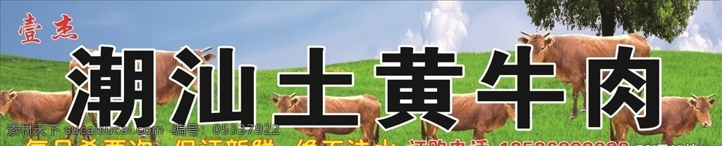 黄牛 牛 草原 蓝天白云 生态养殖 新鲜牛肉 牛肉广告 绿色养殖业 放养黄牛 放牛 牧场 草场 黄牛牧场 天然养殖场 黄牛养殖 养殖基地 饲料广告 农场 养殖 养殖业 牛肉 肉牛养殖场 草原牧场 草地 农业 肥牛