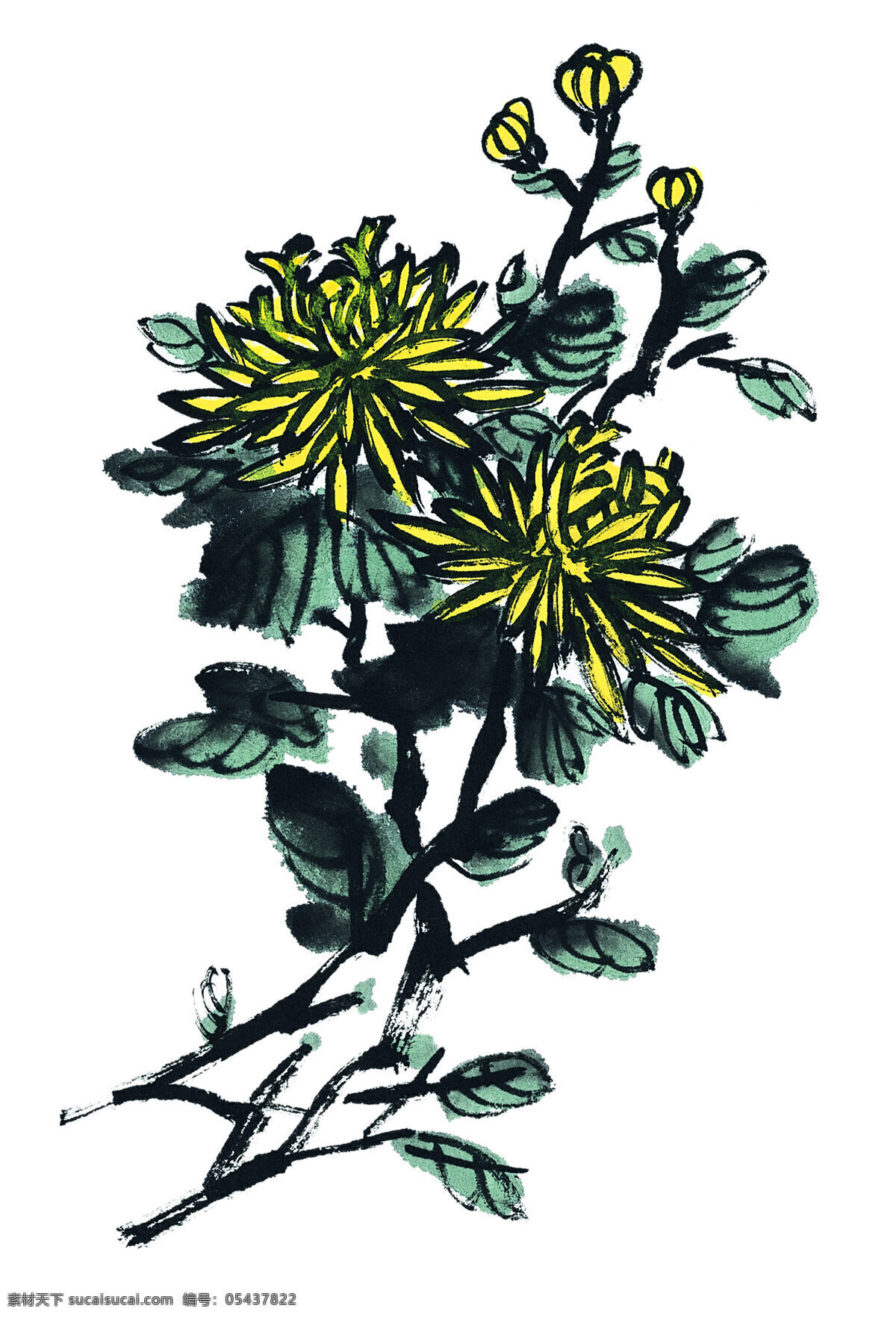 菊花花卉水墨 菊花 花卉 水墨 中国画 白色