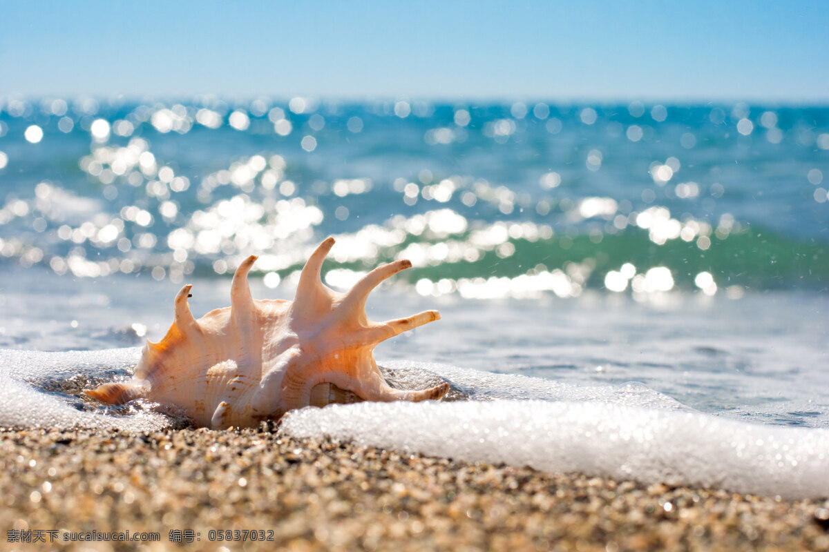 贝壳 大海 风景 高清图片 海螺 海水 海滩 沙滩上的海螺 沙滩 海星 天空 云彩 休闲 假日 自然风光 自然景观 自然风景 高清