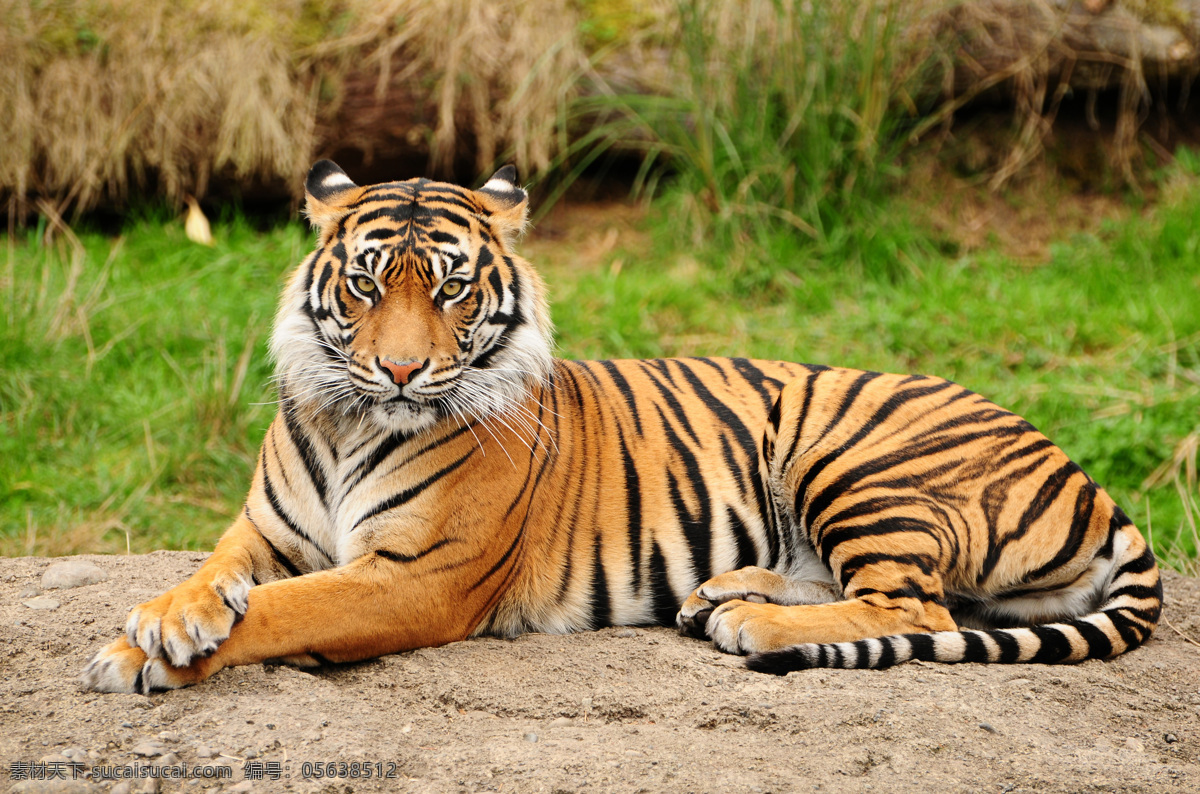 老虎 猛兽 虎 野兽 凶猛 老虎图片 老虎素材 野生动物 生物世界