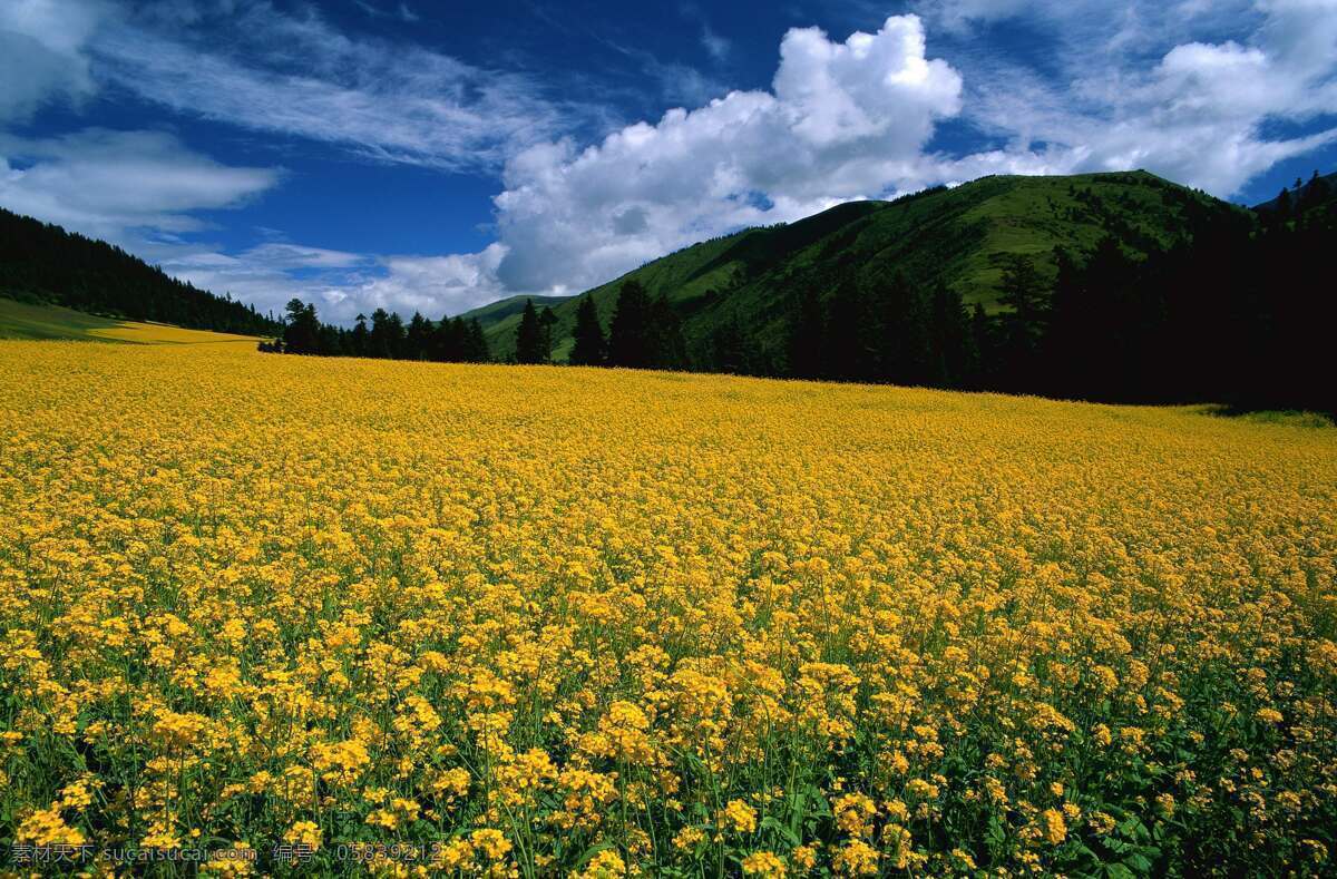 田园免费下载 草地 大自然 风光 风景 广告 大 辞典 陆地 农田 平原 田野 田园 种植 生活 旅游餐饮