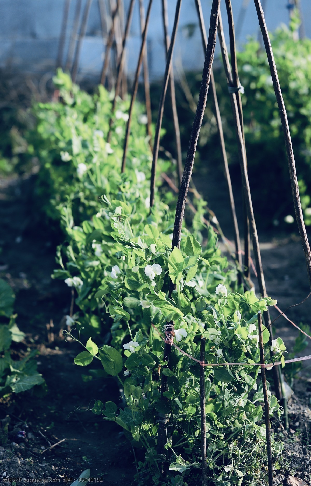 菜园 植物 田园风光 生长 自然 花朵 藤蔓 自然景观